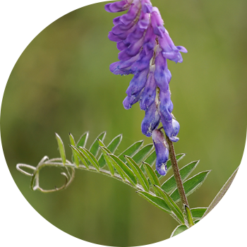 Чычкан полка чекиттери