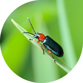 Вавицанын түрлөрү