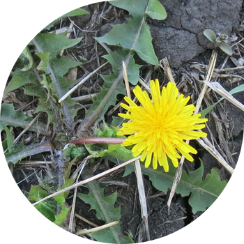 Каакым дары