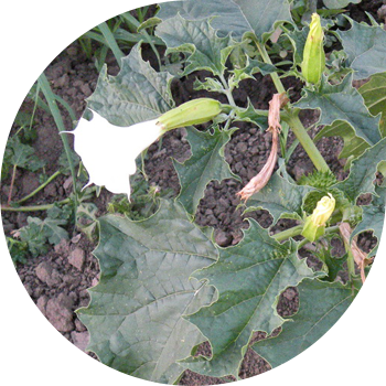 Датура түрү