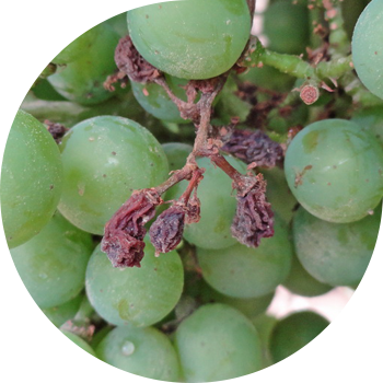 Жүзүм жармасы (көк порошок)