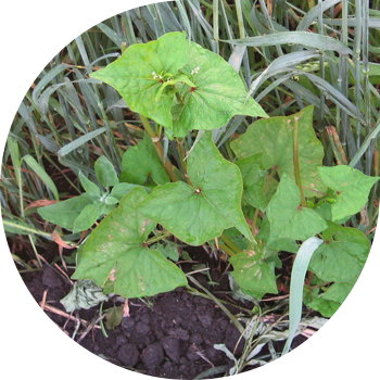 Гречка татар