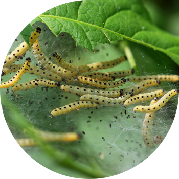 Эрмин Алма көпөлөгү