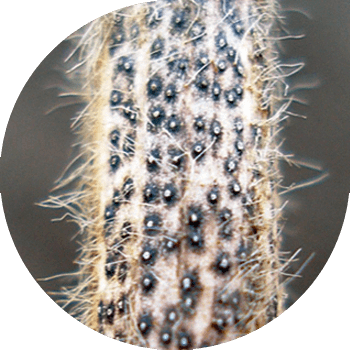 Диапортоз, же соя фомопсиси