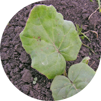 Кадимки эне жана өгөй эне