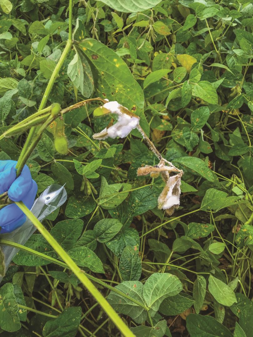 Склеротиниоз (соя сабагынын жана буурчактын ак чириши)