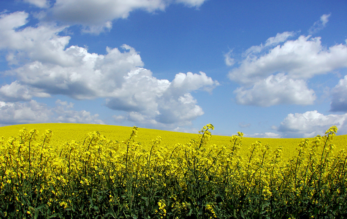 «Август» выступил экспертом на рапсовом семинаре в Новосибирске