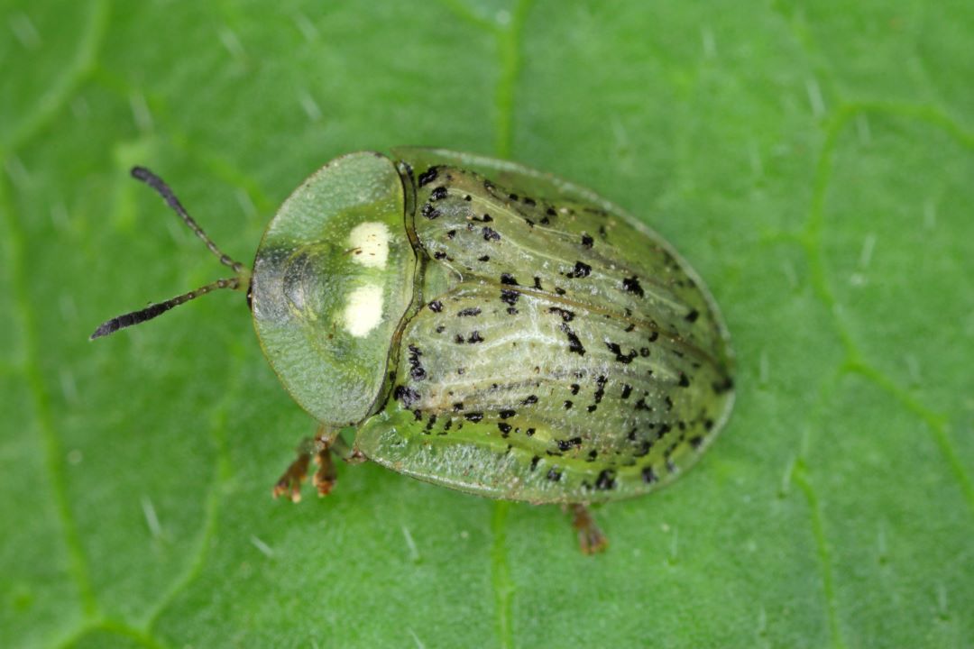 Кызылча калкан