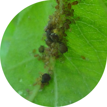 Жашыл алма тли