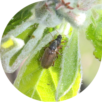 Узун жалбырактуу чөп