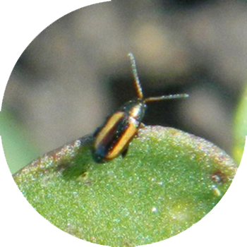 Крест гүлдөрү