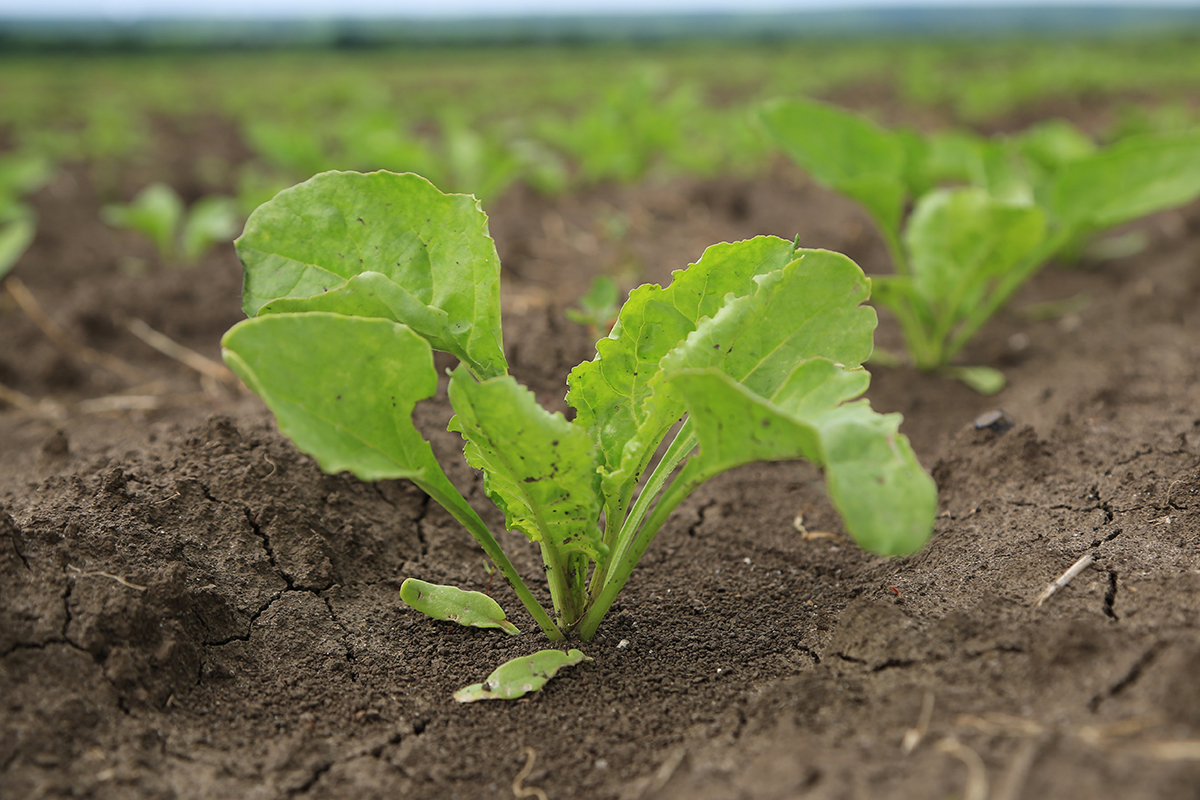 "Кызылча" гербициди бицепс 300 катталды!