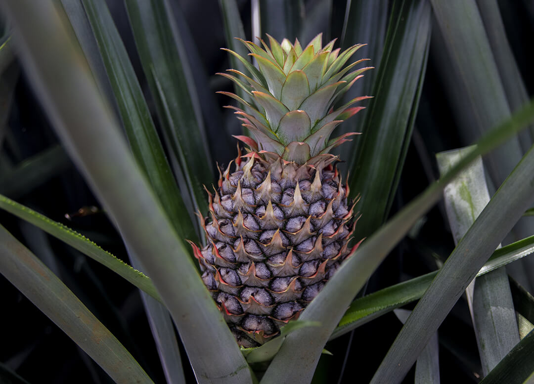"Август" компаниясы Эквадордогу пестициддерди жеткирүүчүлөрдүн ондугуна кирди