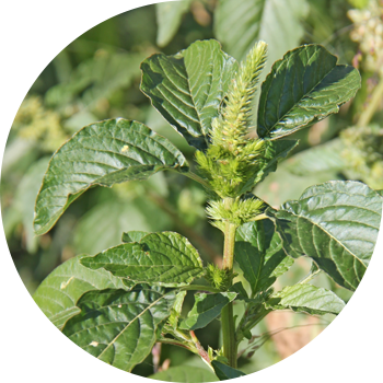 Щирица (көгүш, артка чалкалап, жмин сымал)