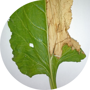 Кызылчанын вертикиллий вилти