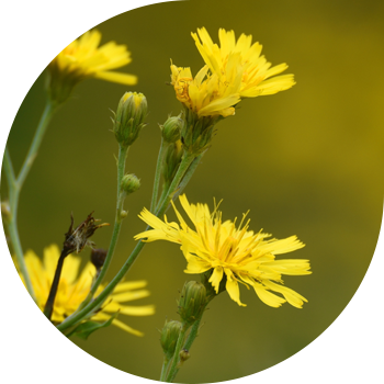 Чатыр Скерда