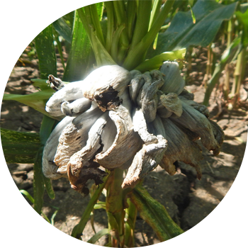 Көбүктүн жүгөрү башы