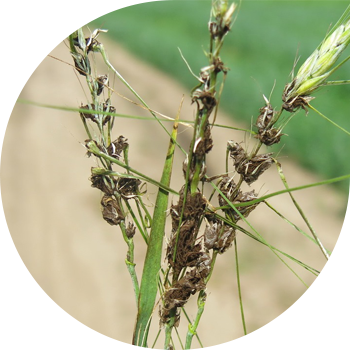 Чаңдуу арпа башы