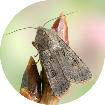 Кышкы кашык