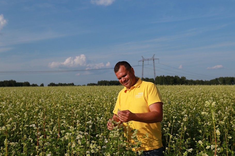 Өз убагында чечим: аграрчылар гречкадагы отоо чөптөр менен күрөшүү үчүн "Август" препараттарын баалашты