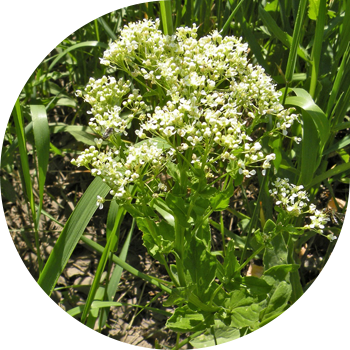 Кардария кесек сымал