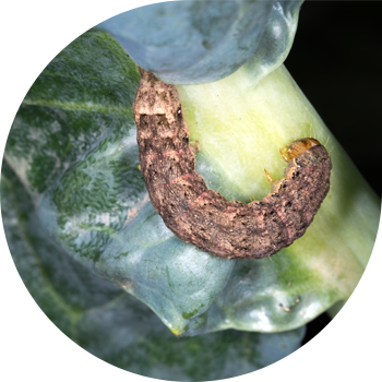 Капуста кашык