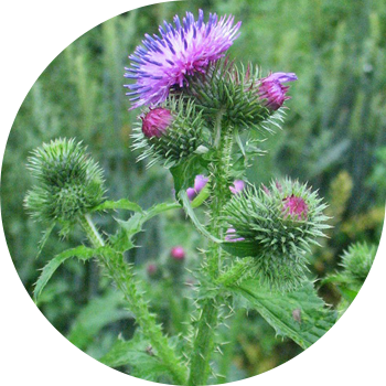 Тикенек, кайырмак, Термер (Салбырап)