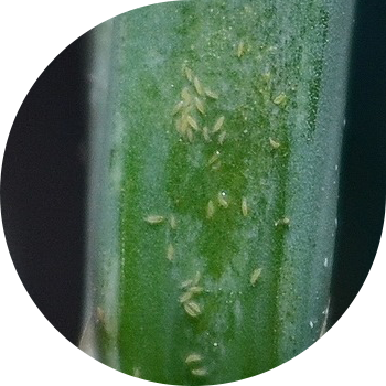 Тамеки (пияз) трипси