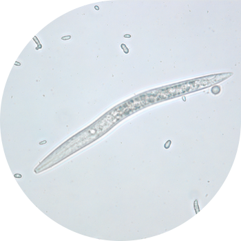 Буудайдын нематоду