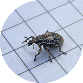 Беде туберкулез