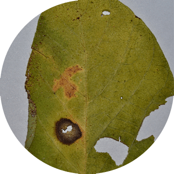 Соя аскохитозу