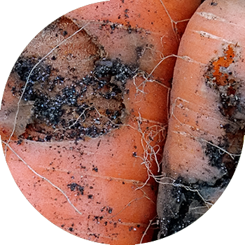 Сабиз чымын