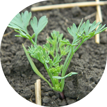 Шлейхердин Түтүнү