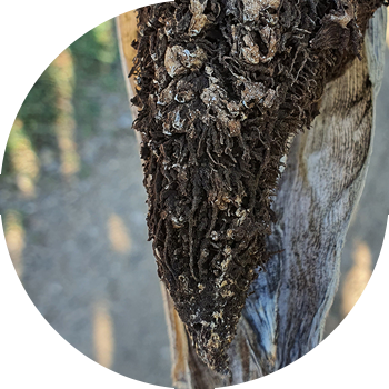 Чаңдуу жүгөрү башы