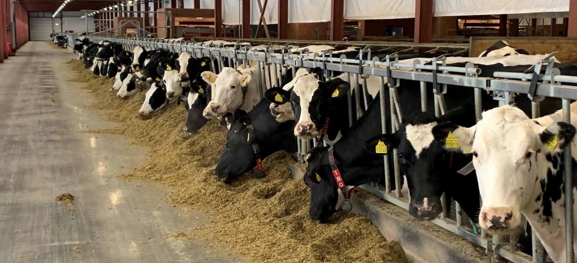 «Август» построит крупнейший в Поволжье комплекс беспривязного содержания КРС