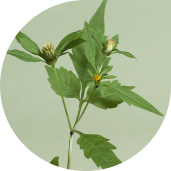 Трифиддик кезек