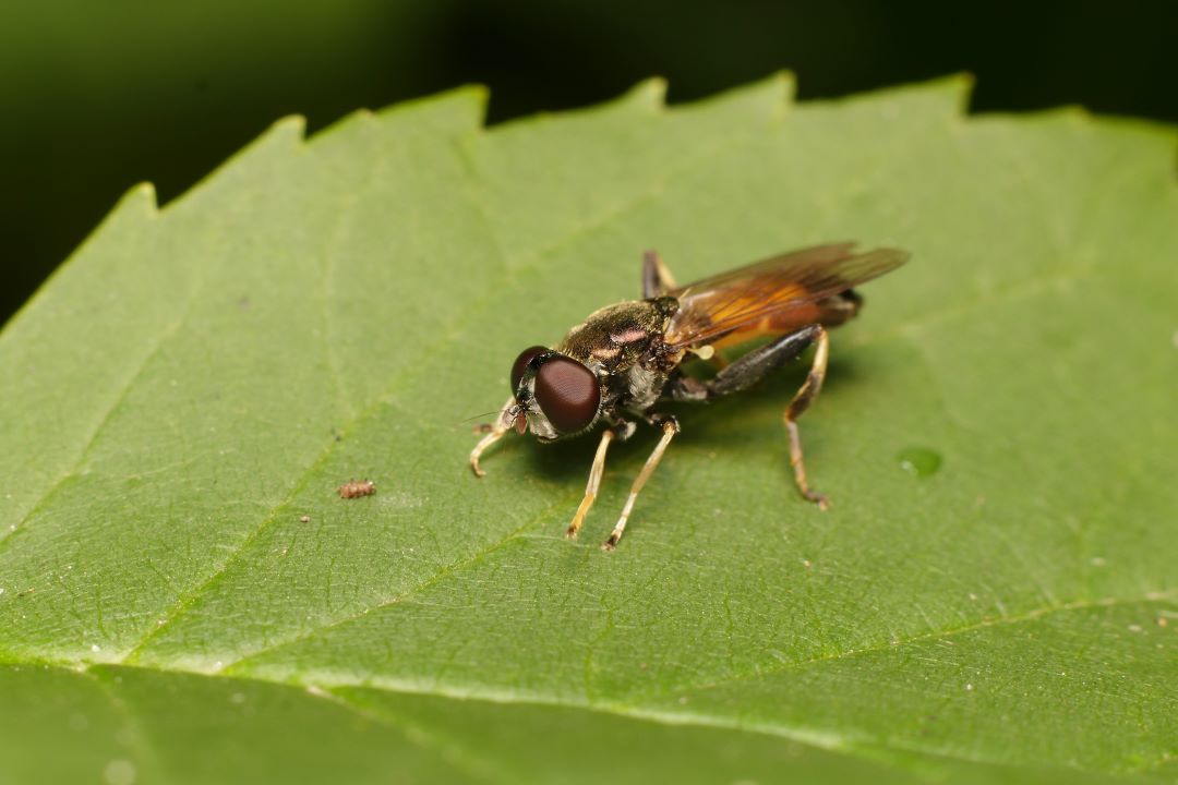 Пияз үлүлчү