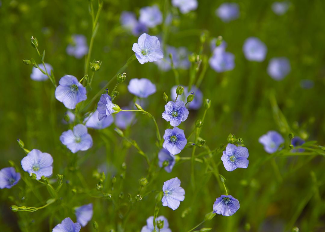 Колосал Про каттоону кеңейтүү