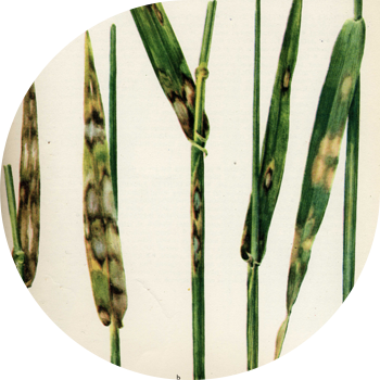 Кара буудай жана арпа ринхоспорозу