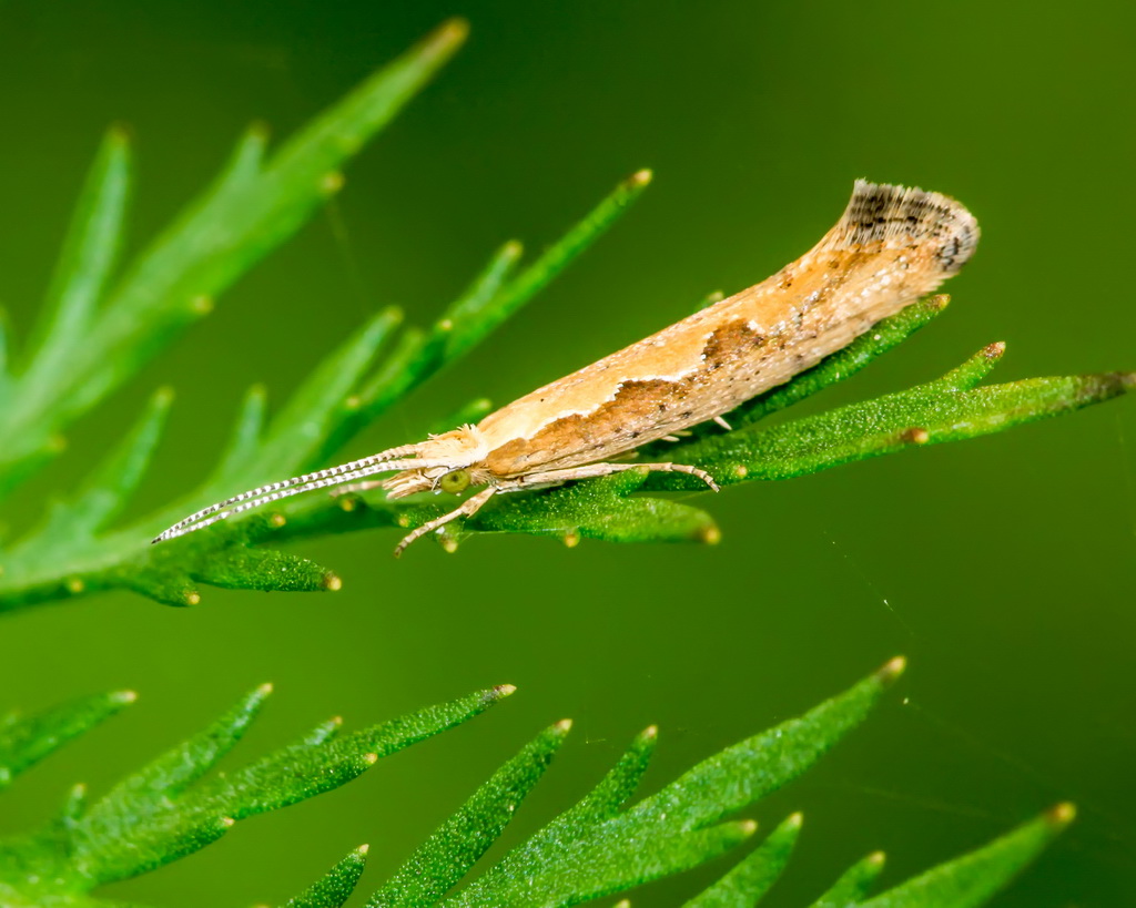 Көпөлөк келет. Рапс жана капуста өсүмдүктөрүн коргоңуз!