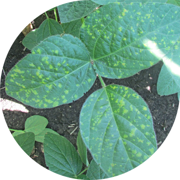 Пероноспороз же соянын көгөрүп кетиши