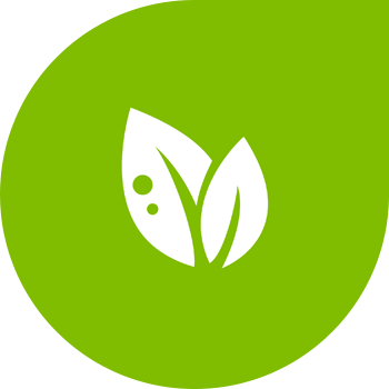 Түбінің ақ шірігі