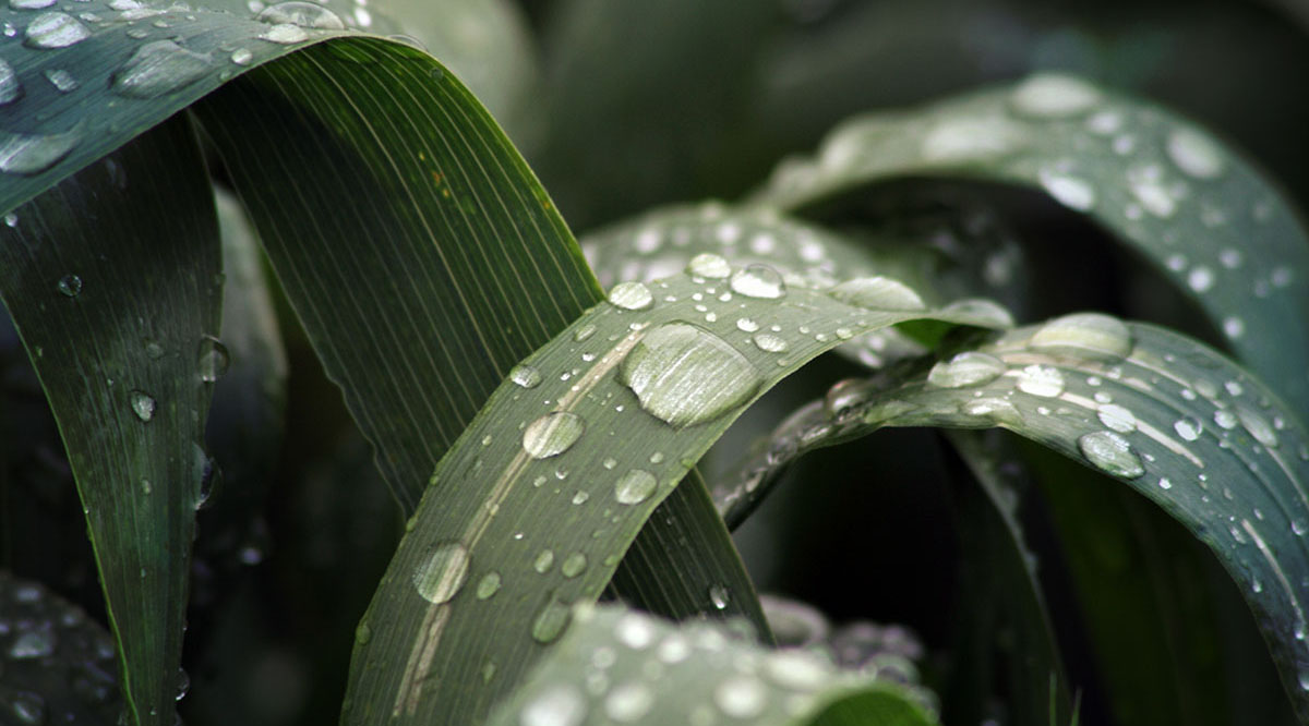 Биопестициддер: мифтер жана чындык