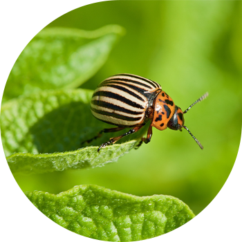 Колорадо коңузу