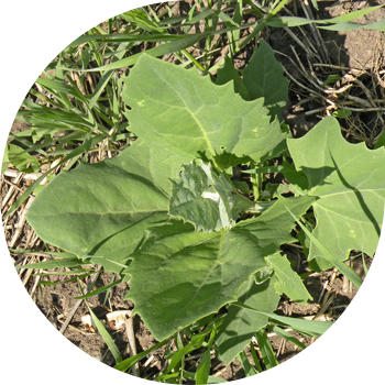 Квиноа, жайылган, татар