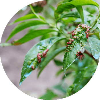 Шабдалы жалбырагы тармал