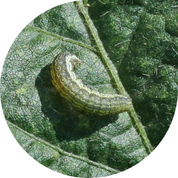 Шалбаа көпөлөгү