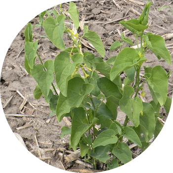 Кадимки Кирказон