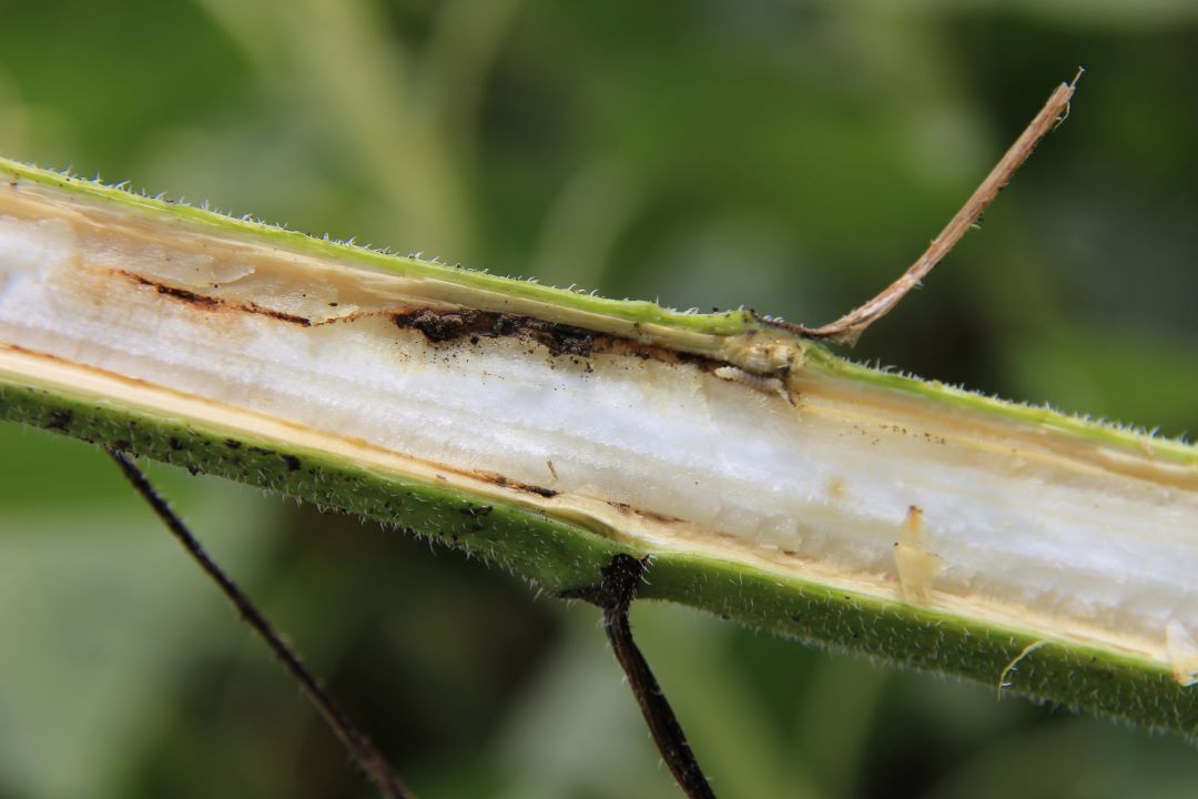 Күн карама тикенек