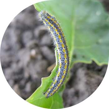 Капустанын белянкасы, капустница